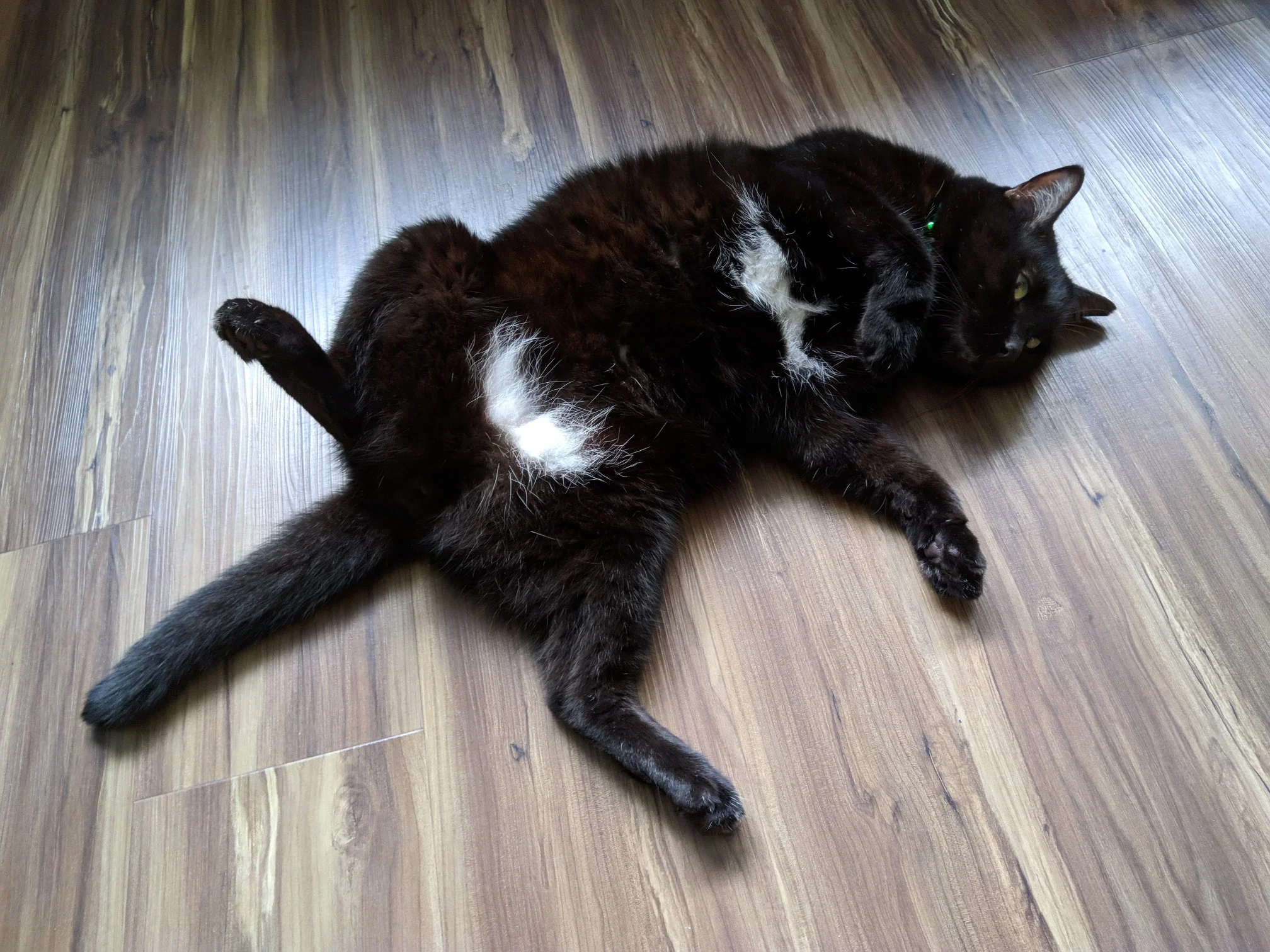 Rupert lying on his back with his tummy exposed, soaking up sunbeams